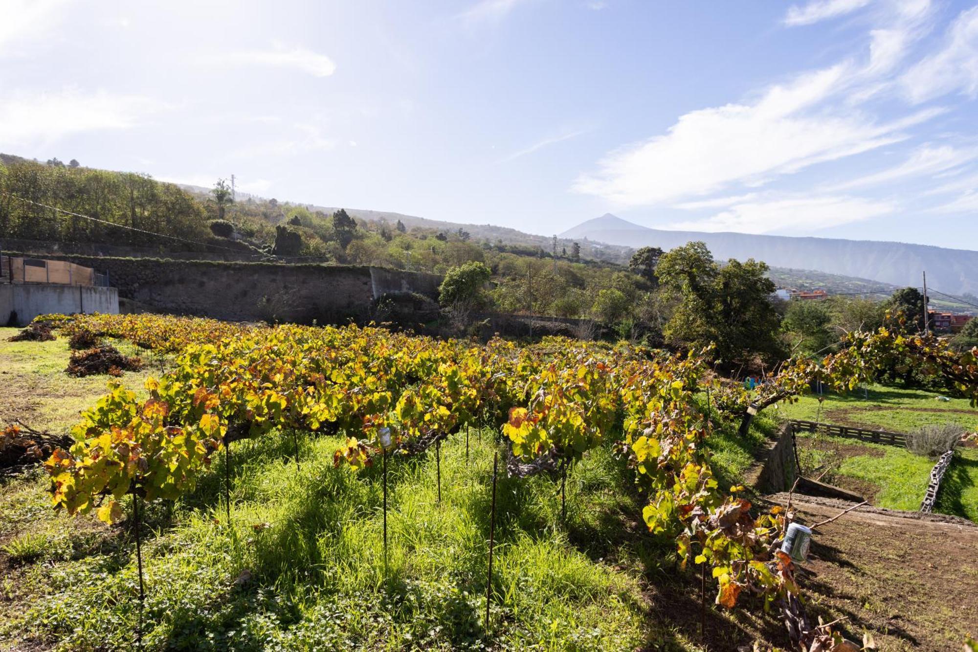לה אורוטבה Ek Teide Finca El Milagro מראה חיצוני תמונה
